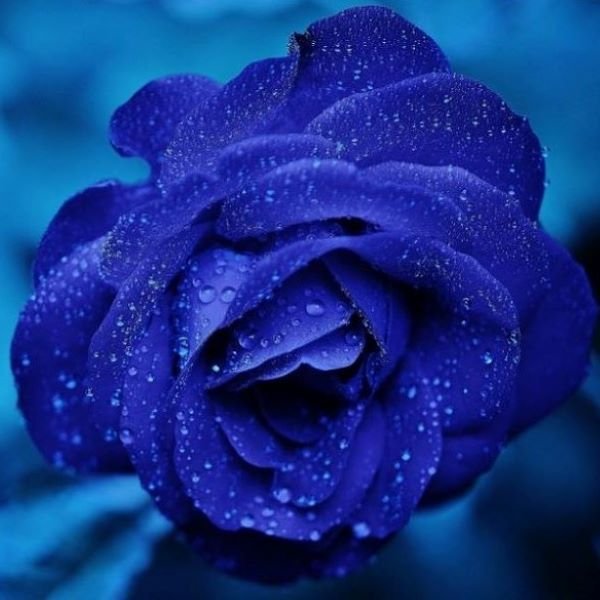 En tu floristería en Santo Domingo tenemos Flores Azules